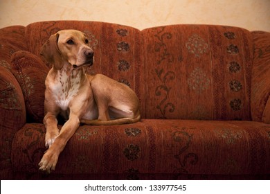 Dog lying on the sofa