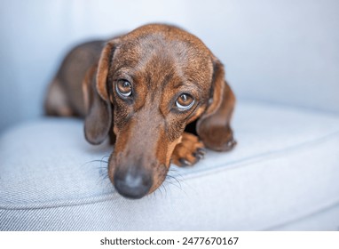 A dog lying on the sofa in bad mood. Lonely holidays. Loneliness concept. Waiting for miracle. Sad lonely dog dachshund close up, copy space - Powered by Shutterstock