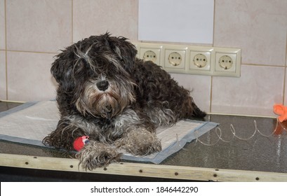 Dog Is Lying On The Table In The Vet Clinic With A Catheter In The Paw For Blood Transfusion, And Blank Paper Notice Sheet On The Wall With Copy Space.