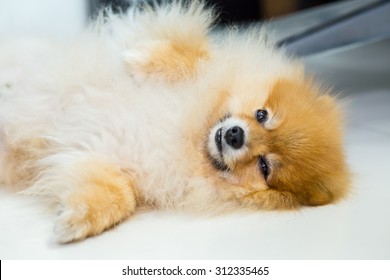 Dog Lying On White Floor In Luxury Hotel Room