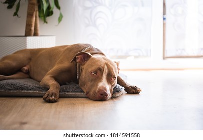 Amstaff Bilder Stockfotos Und Vektorgrafiken Shutterstock