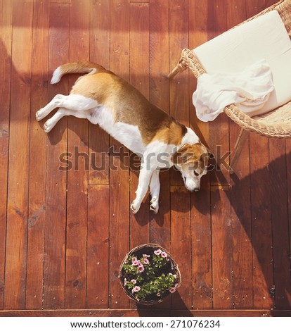 Similar – Image, Stock Photo Dog lying on the ground with sticks