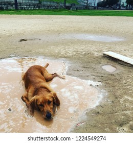 Dog Lying In Puddle On A Baseball Field