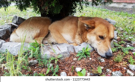 Dog Lying Under A Green Tree