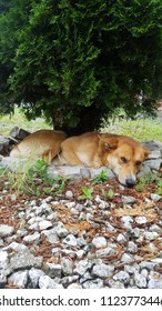 Dog Lying Under A Green Tree