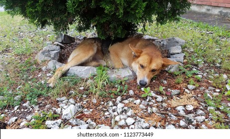 Dog Lying Under A Green Tree