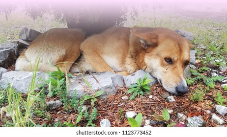 Dog Lying Under A Green Tree