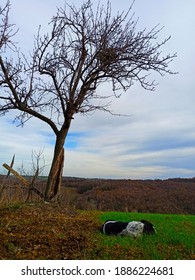 Dog Lying Under The Tree