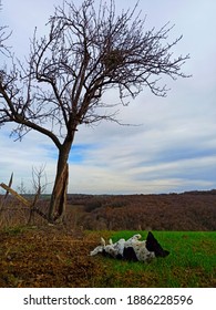 Dog Lying Under The Tree