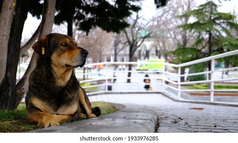 Dog Lying Under A Tree And Gazing Forward
