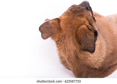 The dog lying up.