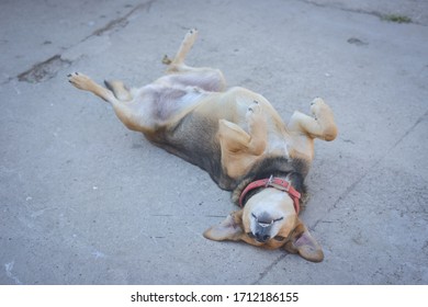 A Dog Lying Upside Down On The Cement Floor