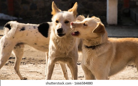 Dog Mad And Screaming At Another Dog, Meme Photo