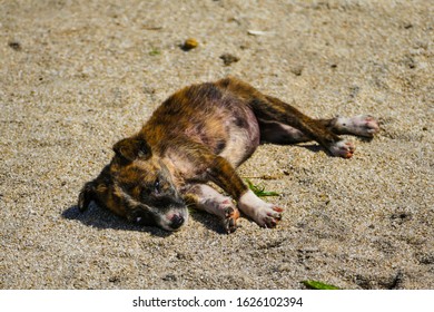 Dog In Madagascars Masoala National Park