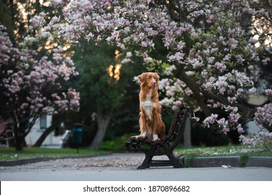 are magnolia trees toxic for dogs