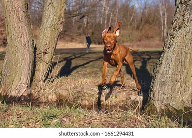 Dog Magyar Vizsla In Jump