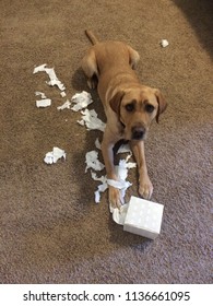 Dog Making A Mess