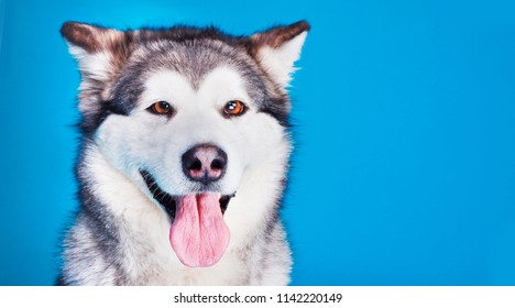 犬 舌 の画像 写真素材 ベクター画像 Shutterstock