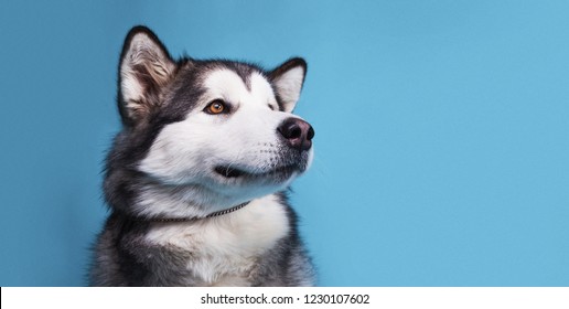 dog malamute, husky in studio isolated on blue background, funny happy siberian alaskan dog looks like a teddy bear, fluffy dog smiling with his tongue out