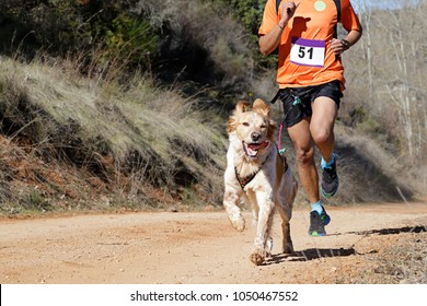 Dog and man taking part in a popular canicross race