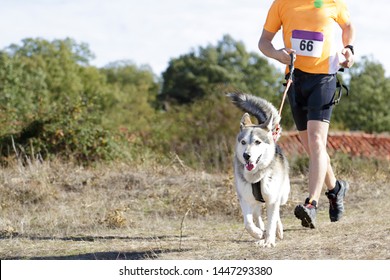 Dog and man taking part in a popular canicross race