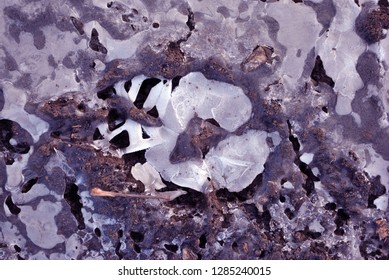 Dog Marks (imprints) On Soil With Ice Inside, Close Up Detail, Natural Background Texture Detail Top View