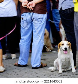 Dog With Its Master At The Crowd                 