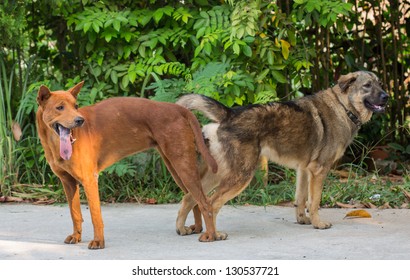 what is the mating process for dogs