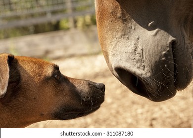 dog meet horse, Horse nose close to dogs nose sniffing each other