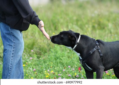 Dog Meeting A Person