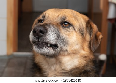 犬 威嚇 の画像 写真素材 ベクター画像 Shutterstock