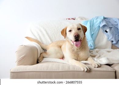 Dog Inside House Images, Stock Photos 
