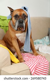 Dog In Messy Room, Sitting On Sofa, Close-up