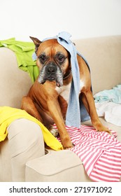 Dog In Messy Room, Sitting On Sofa, Close-up