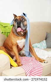 Dog In Messy Room, Sitting On Sofa, Close-up