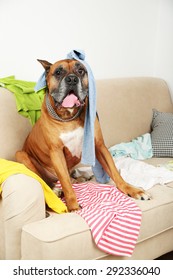 Dog In Messy Room, Sitting On Sofa, Close-up