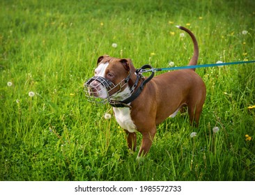 A dog in a metal iron muzzle with a blue leash and a black leather collar on a background of green grass - Shutterstock ID 1985572733