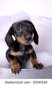 Dog In A Metal Tub With Tons Of Bubbles.