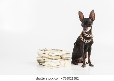 The Dog Is A Millionaire. A Rich Dog. A Dog With Money.