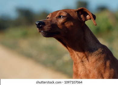 Dog Mini Doberman Pinscher