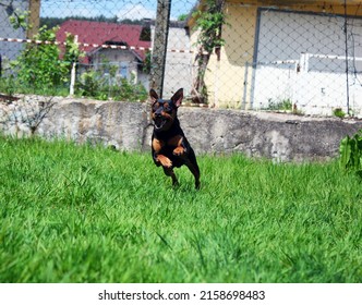 Dog Mini Pinscher On A Green Grass