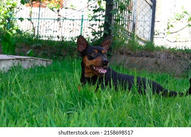 Dog Mini Pinscher On A Green Grass