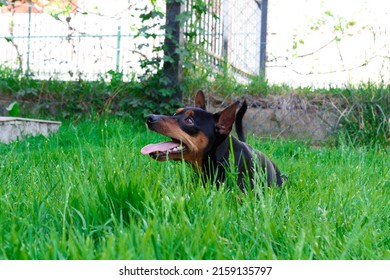 Dog Mini Pinscher On A Green Grass