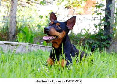 Dog Mini Pinscher On A Green Grass