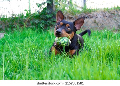 Dog Mini Pinscher On A Green Grass