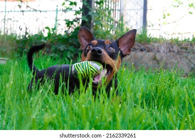 Dog Mini Pinscher On A Green Grass