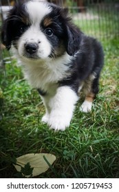 Dog, Miniature Australian Shepherd