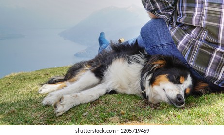 Dog, Miniature Australian Shepherd