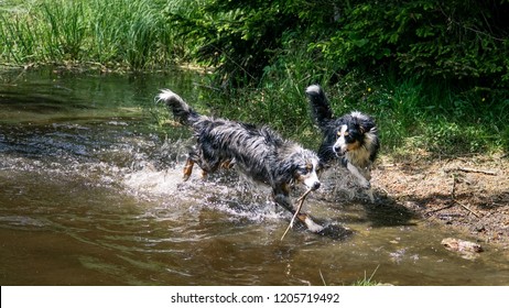 Dog, Miniature Australian Shepherd