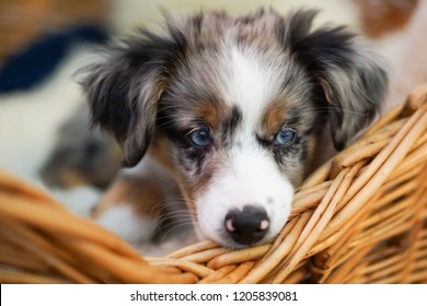 Miniature Australian Shepherd Hd Stock Images Shutterstock